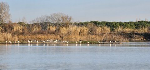 oiseaux sauvages sur un étang