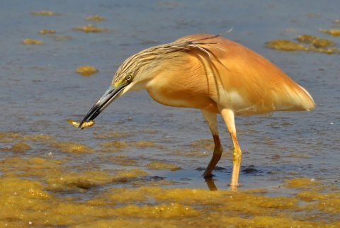 Les espèces d'oiseaux croisées au printemps en Camargue