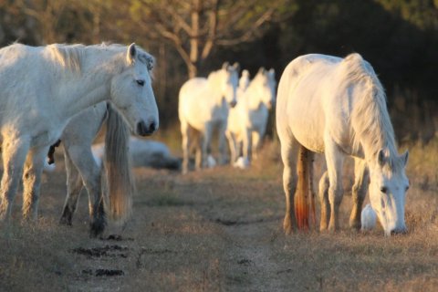 chevaux Camargue en liberté