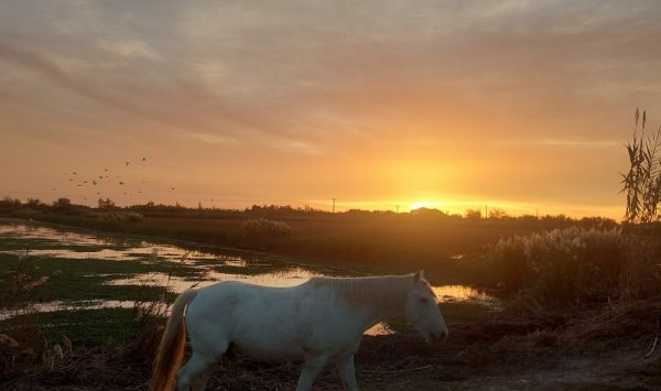 cheval Camargue au coucher de soleil