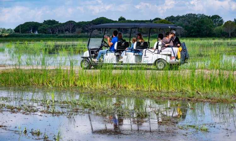 Safari : à la découverte de la faune et de la fore en voiture électrique
